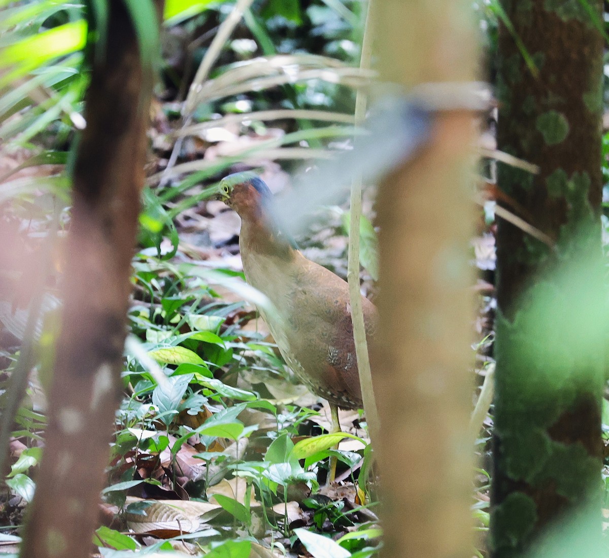 kvakoš indomalajský - ML646841665