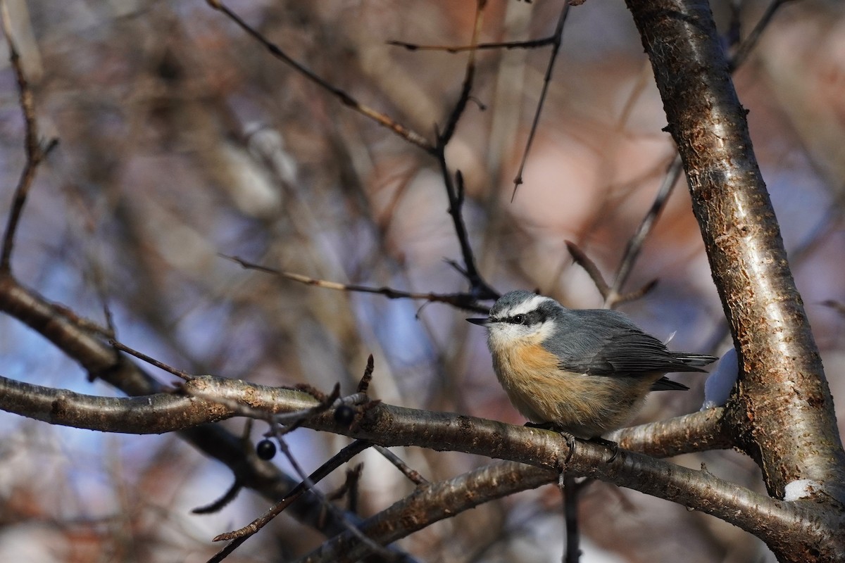 Red-breasted Nuthatch - ML646841672