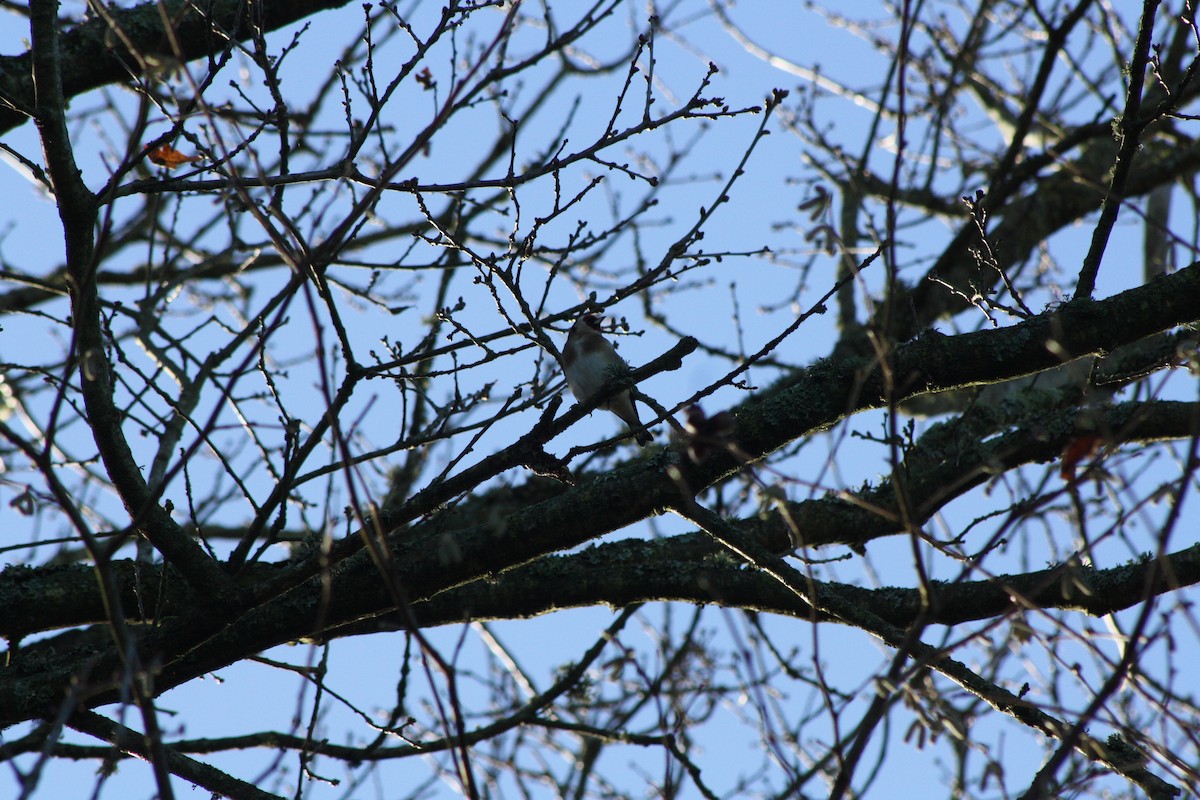 Щиглик звичайний - ML646841673