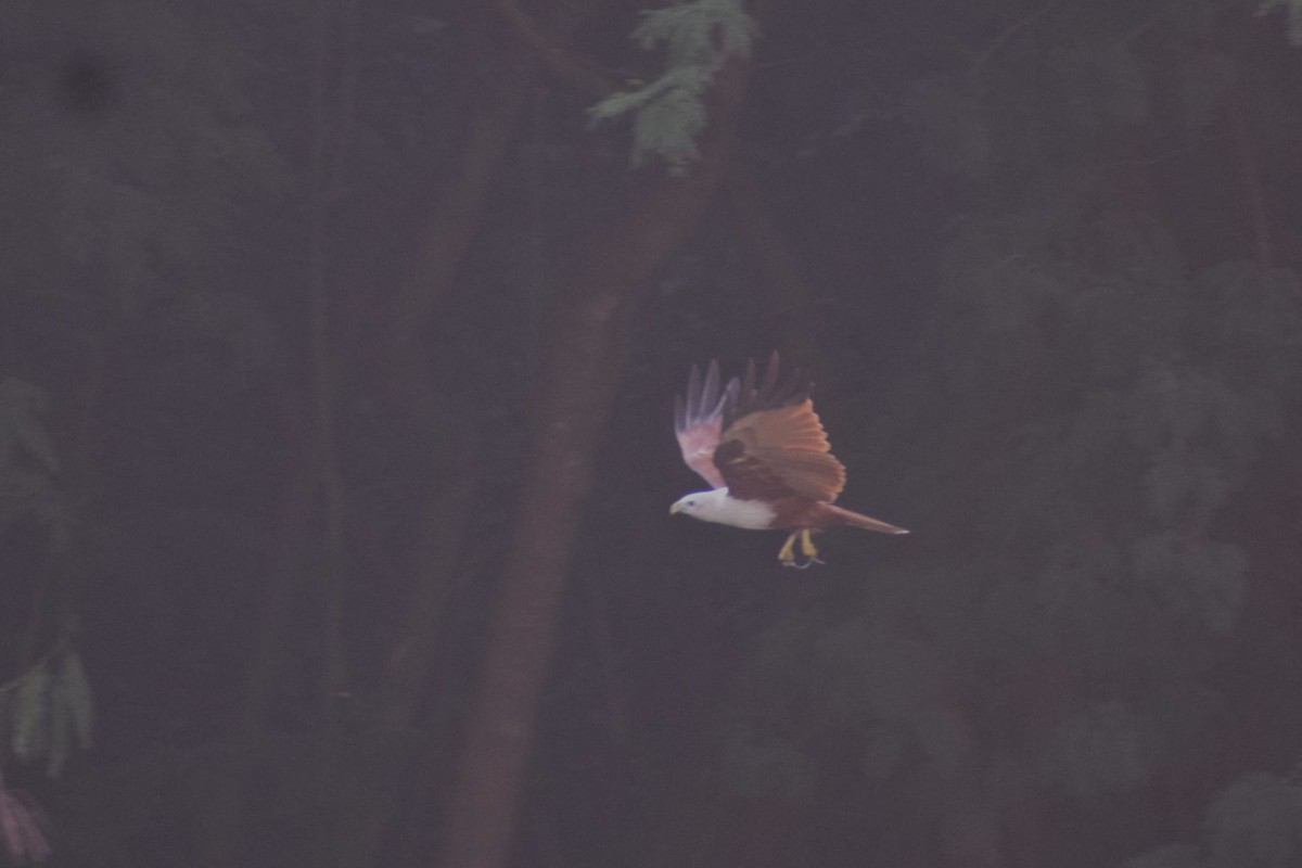 Brahminy Kite - ML646841674