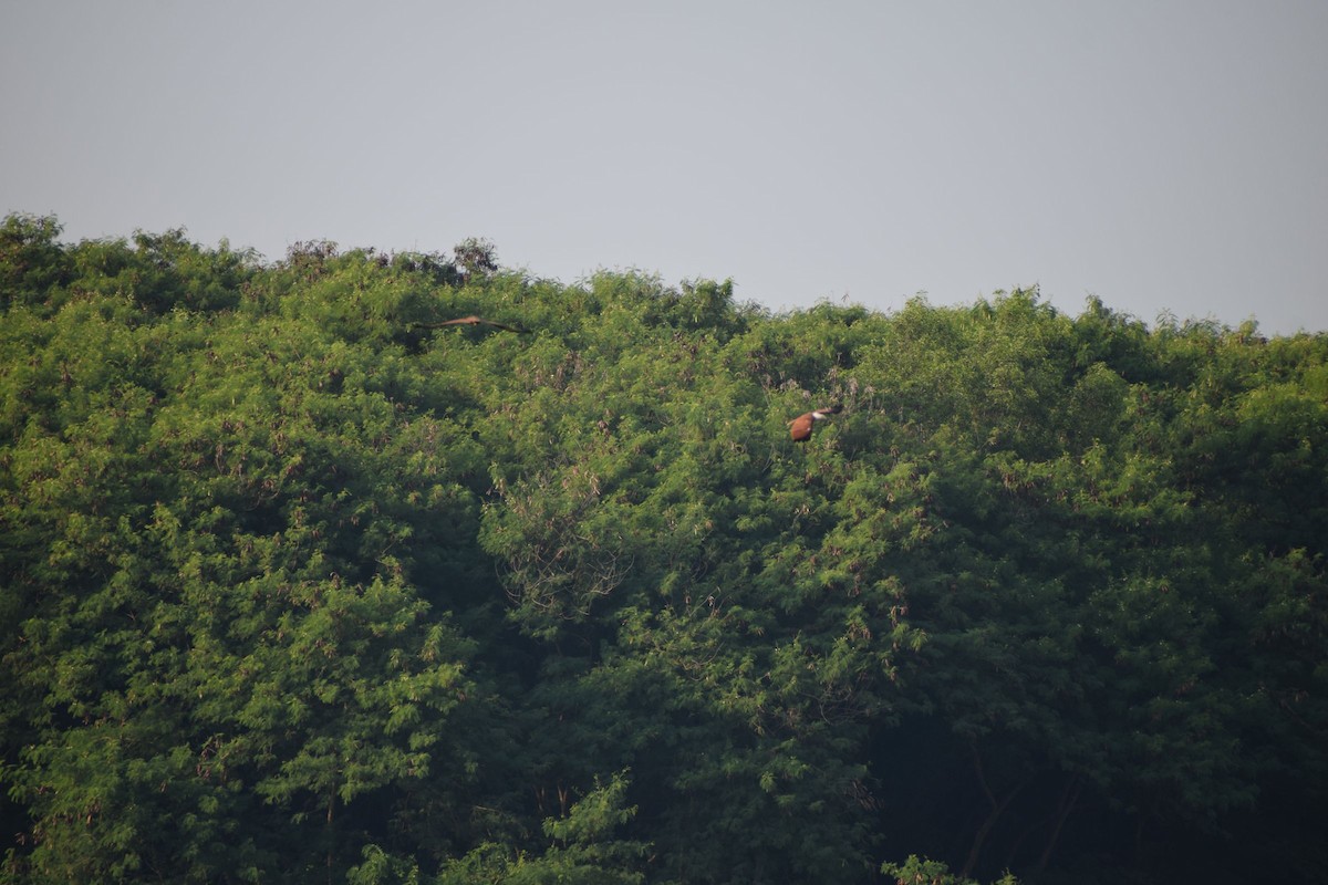 Brahminy Kite - ML646841675