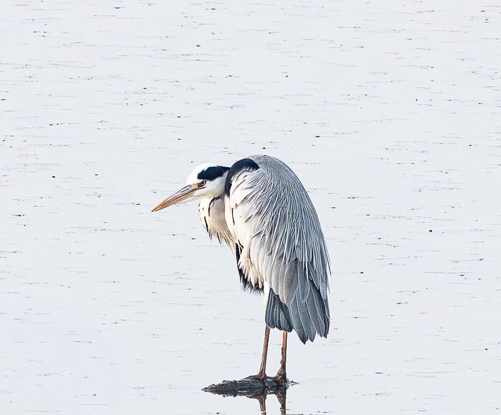 Airone cenerino - ML646841677