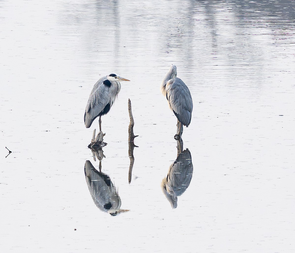 Airone cenerino - ML646841678