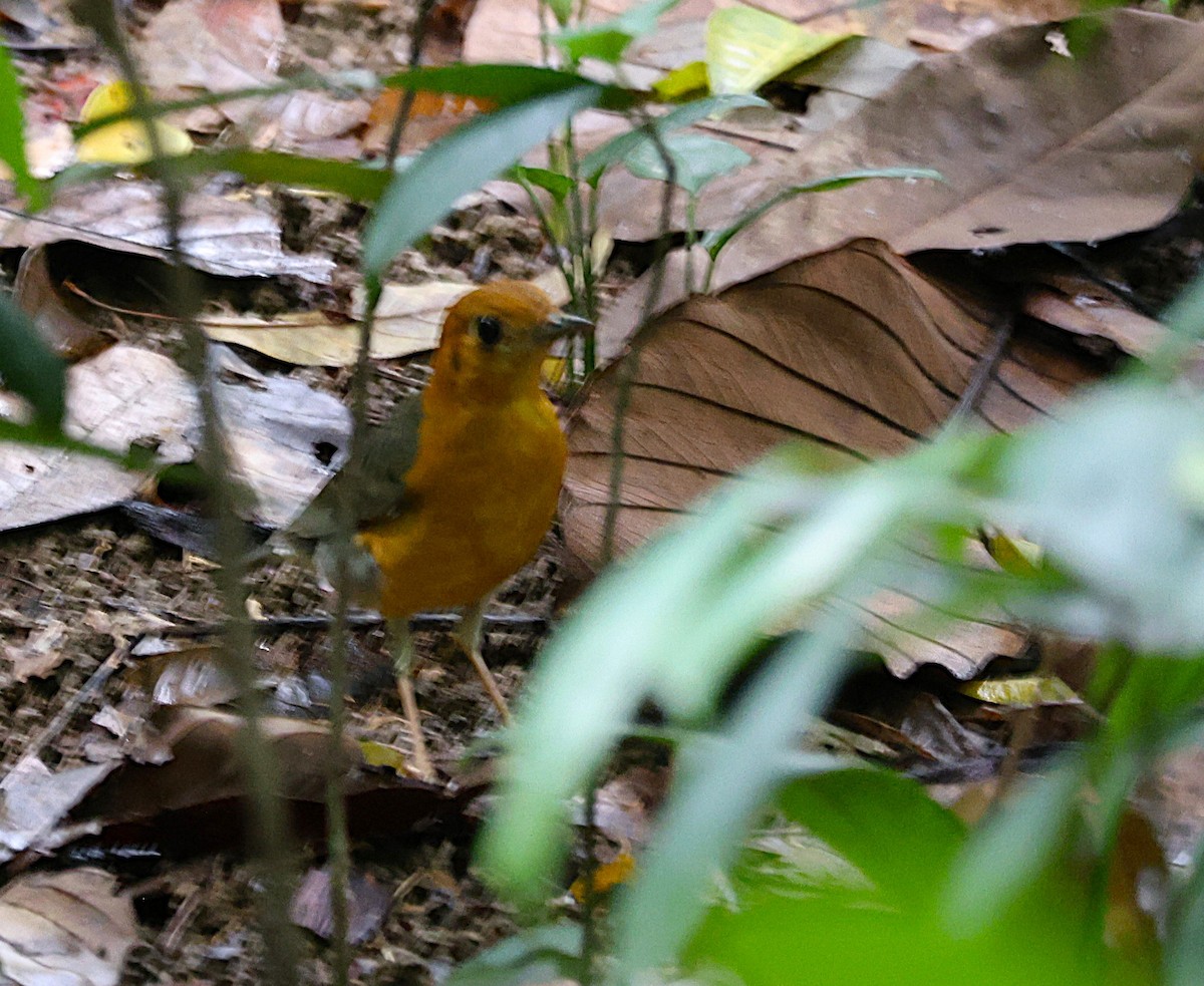 drozd oranžovohlavý - ML646841679