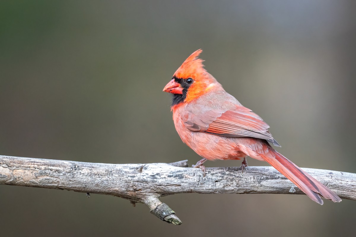 Northern Cardinal - ML646841680
