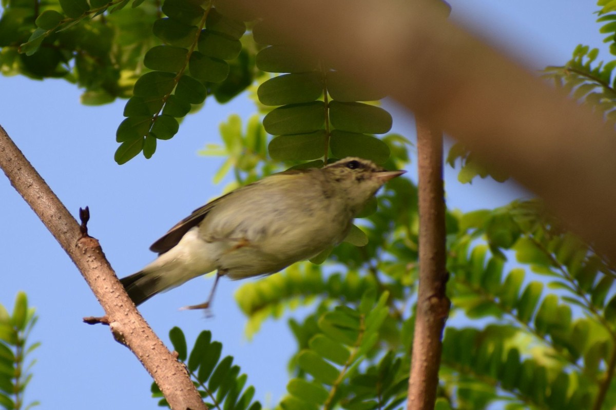 Arctic Warbler - ML646841681