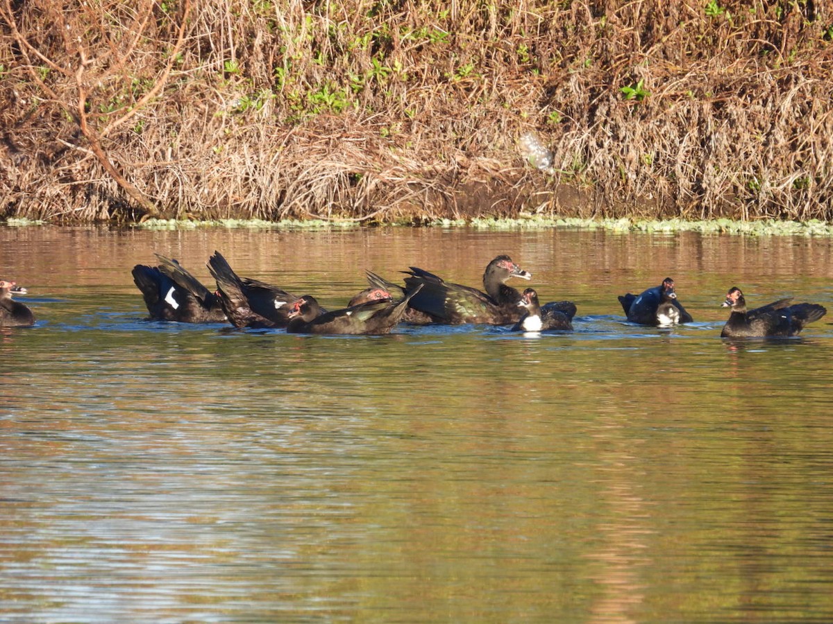 Muscovy Duck (Domestic type) - ML646841682