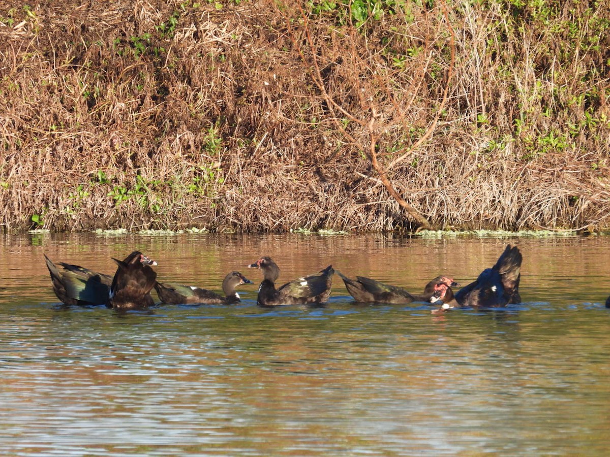 Muscovy Duck (Domestic type) - ML646841683