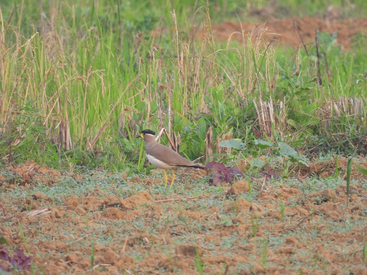 Yellow-wattled Lapwing - ML646841684