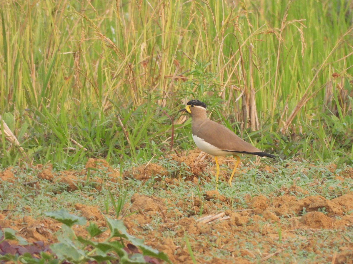 Yellow-wattled Lapwing - ML646841685