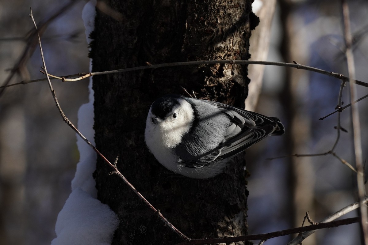 White-breasted Nuthatch - ML646841686