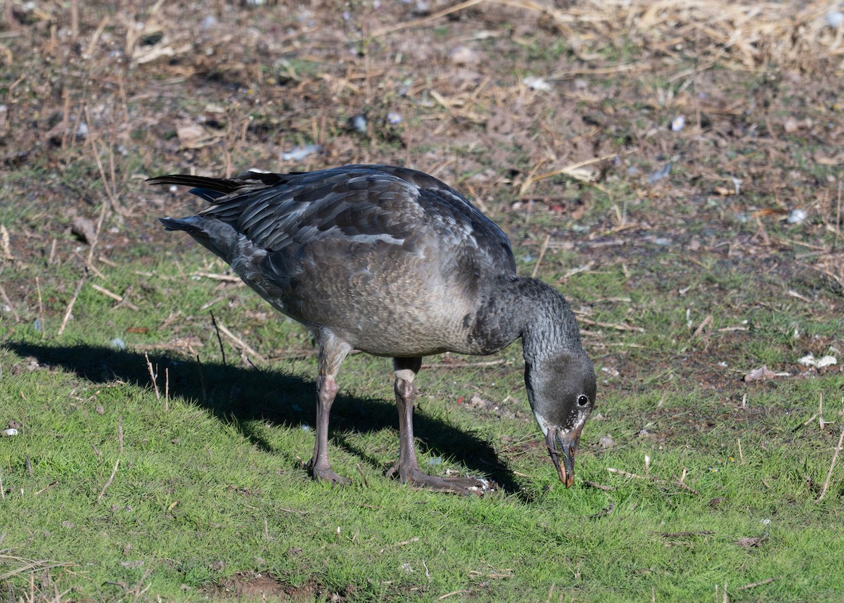 Snow Goose - ML646841690