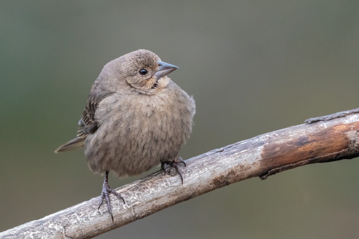 Brown-headed Cowbird - ML646841691