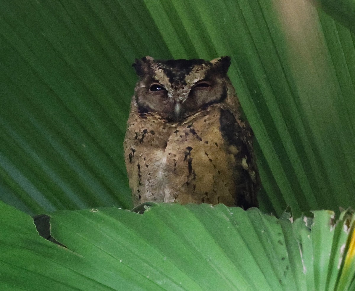 Collared Scops-Owl - ML646841694