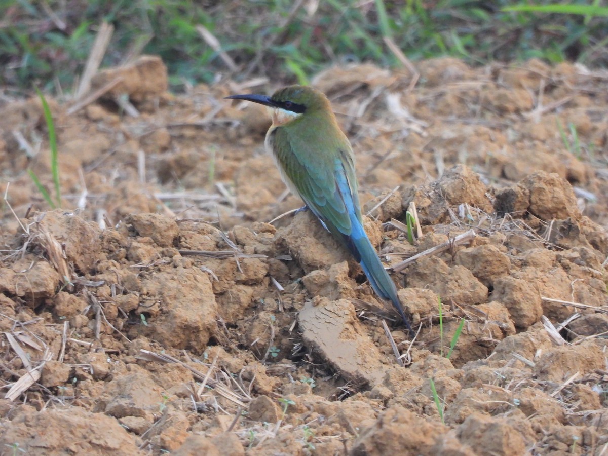 Blue-tailed Bee-eater - ML646841695