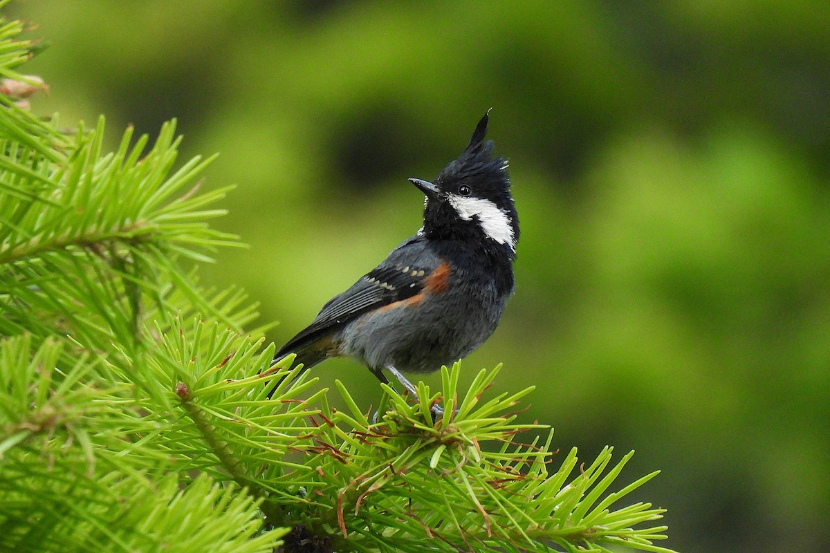 sýkora uhelníček - ML646841697