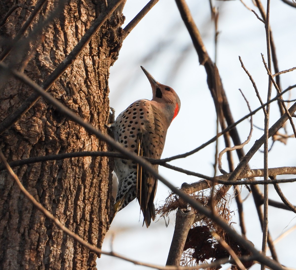Northern Flicker - ML646841698