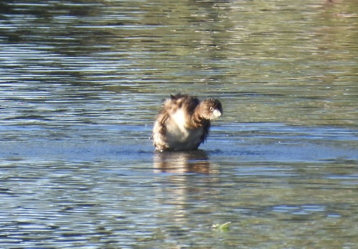Pied-billed Grebe - ML646841699