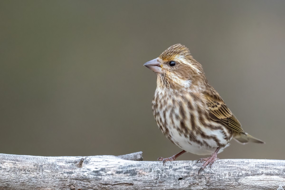 Purple Finch - ML646841700