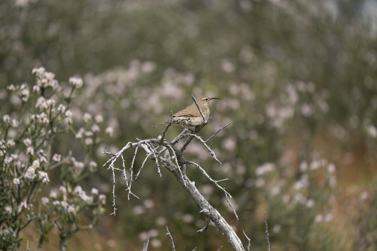 Scale-throated Earthcreeper - ML646841702