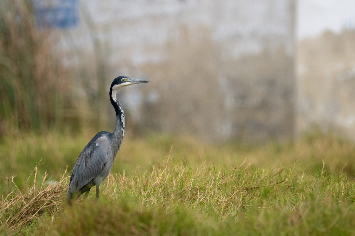 Héron mélanocéphale - ML646841712