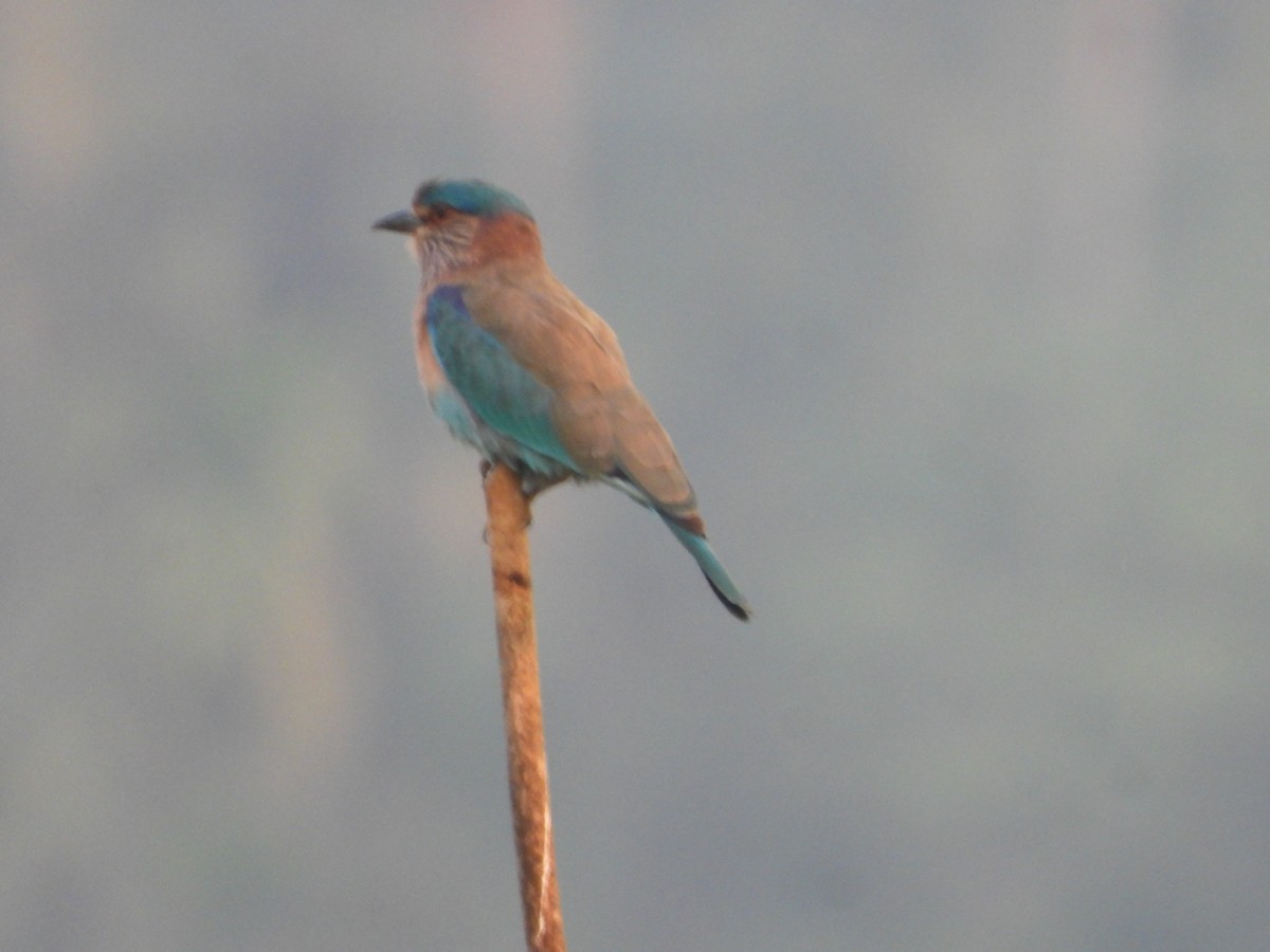 Indian Roller - ML646841713