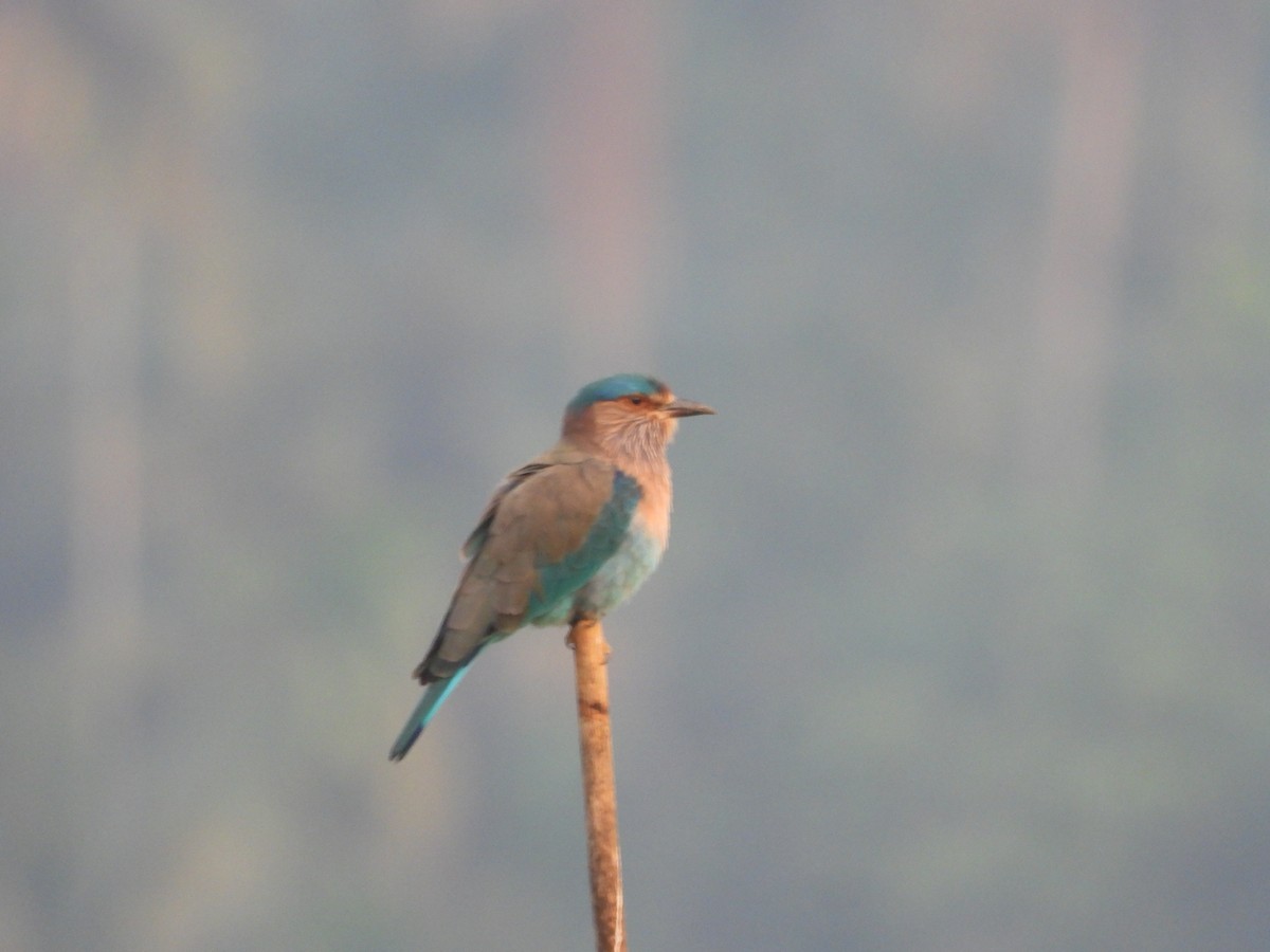 Indian Roller - ML646841714
