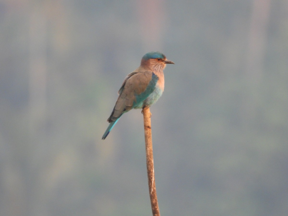 Indian Roller - ML646841715