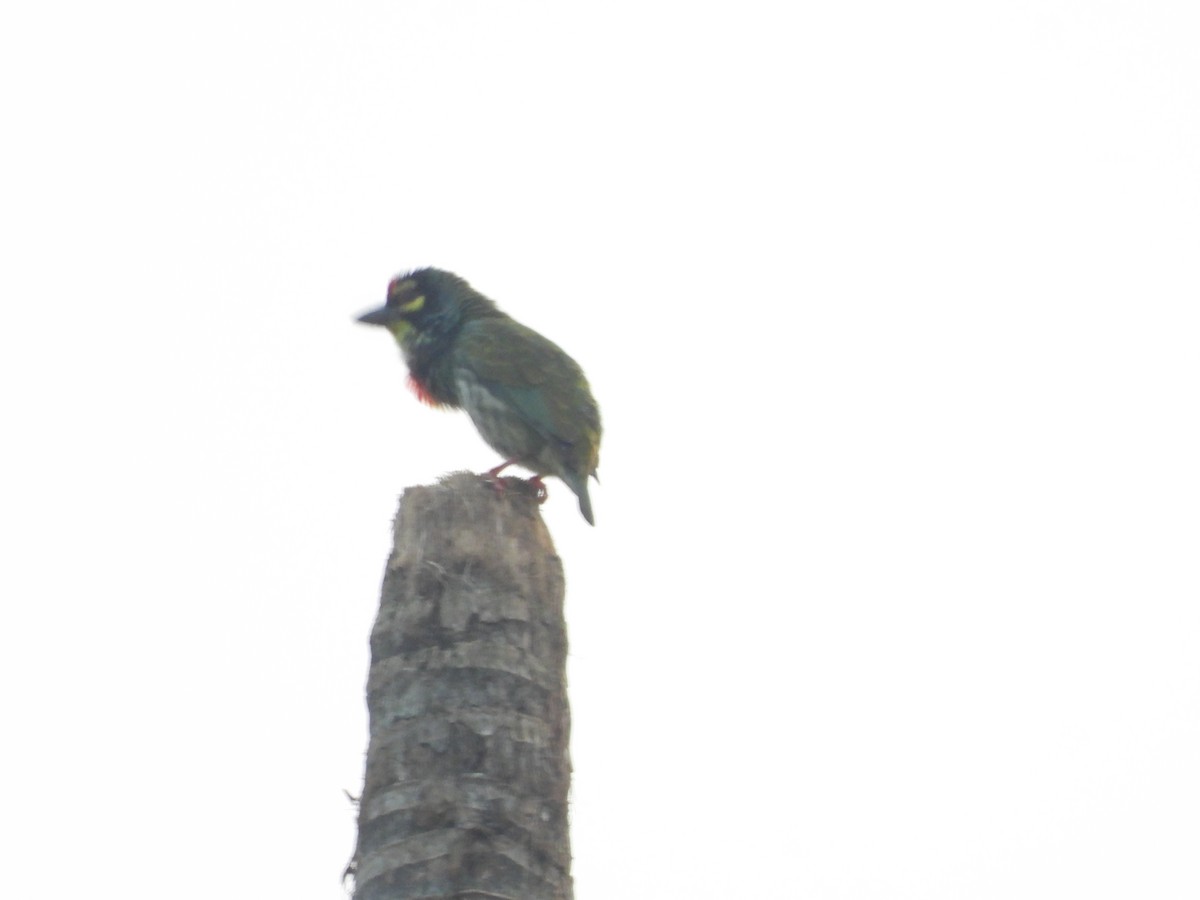 Coppersmith Barbet - ML646841721