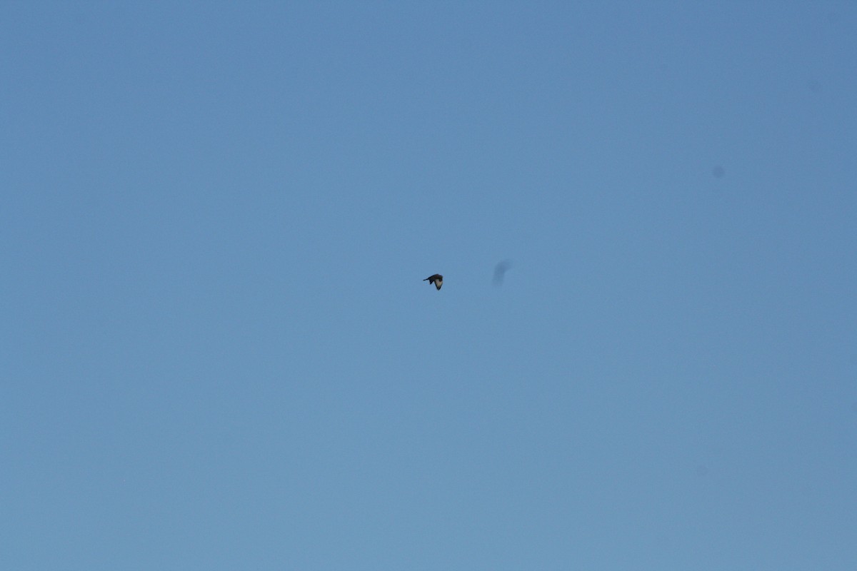 Канюк звичайний - ML646841735