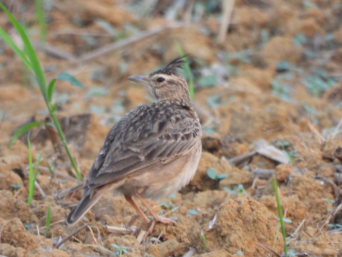 Malabar Lark - ML646841741