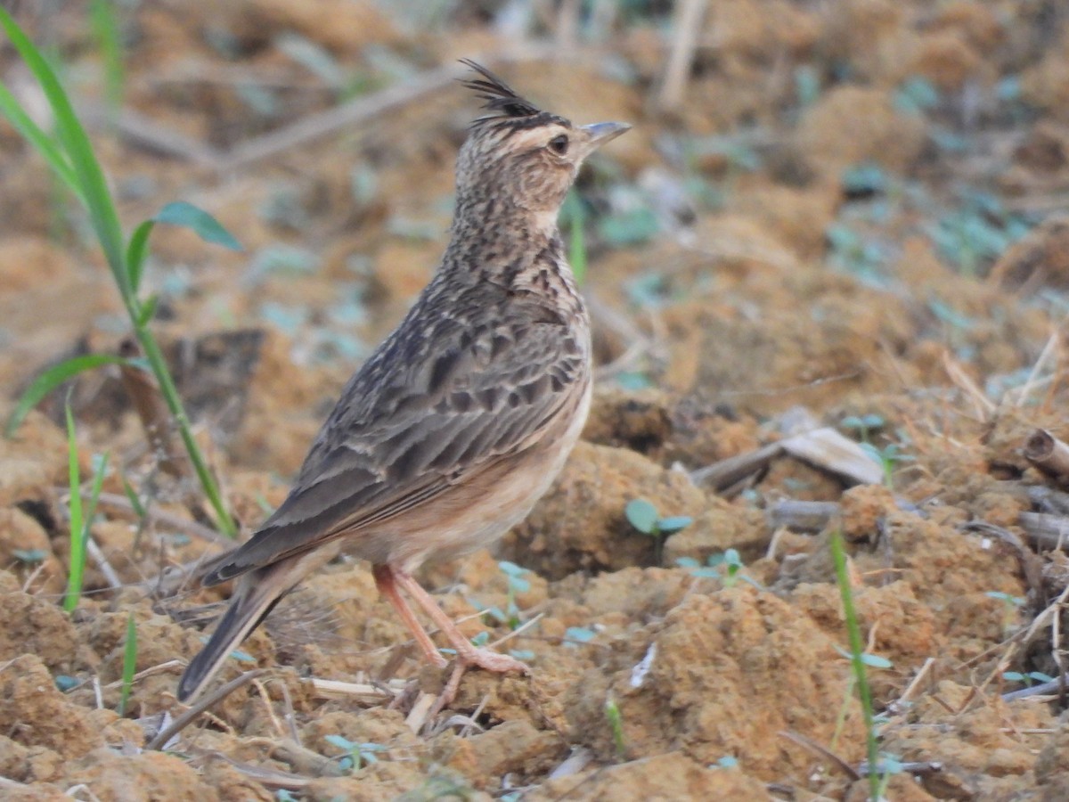 Malabar Lark - ML646841742