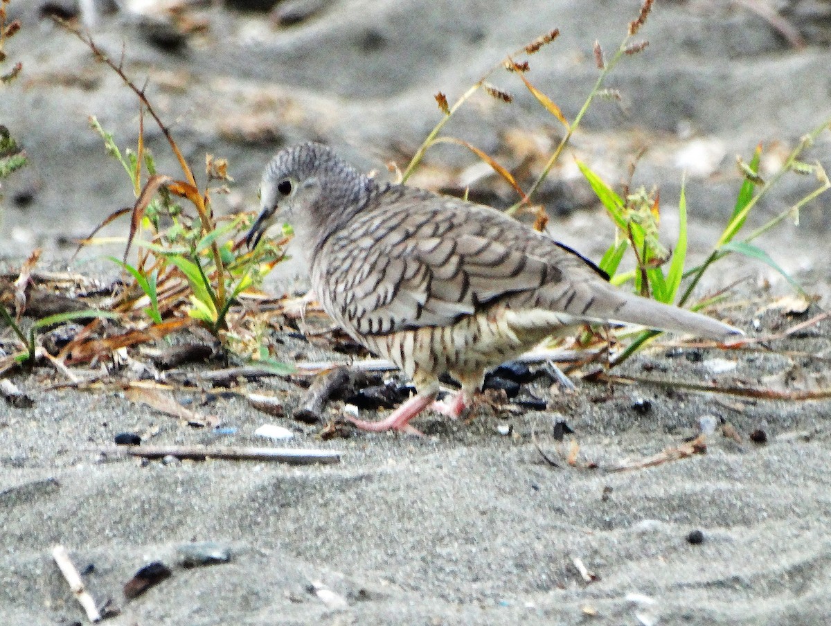 Tortolita Mexicana - ML646841743