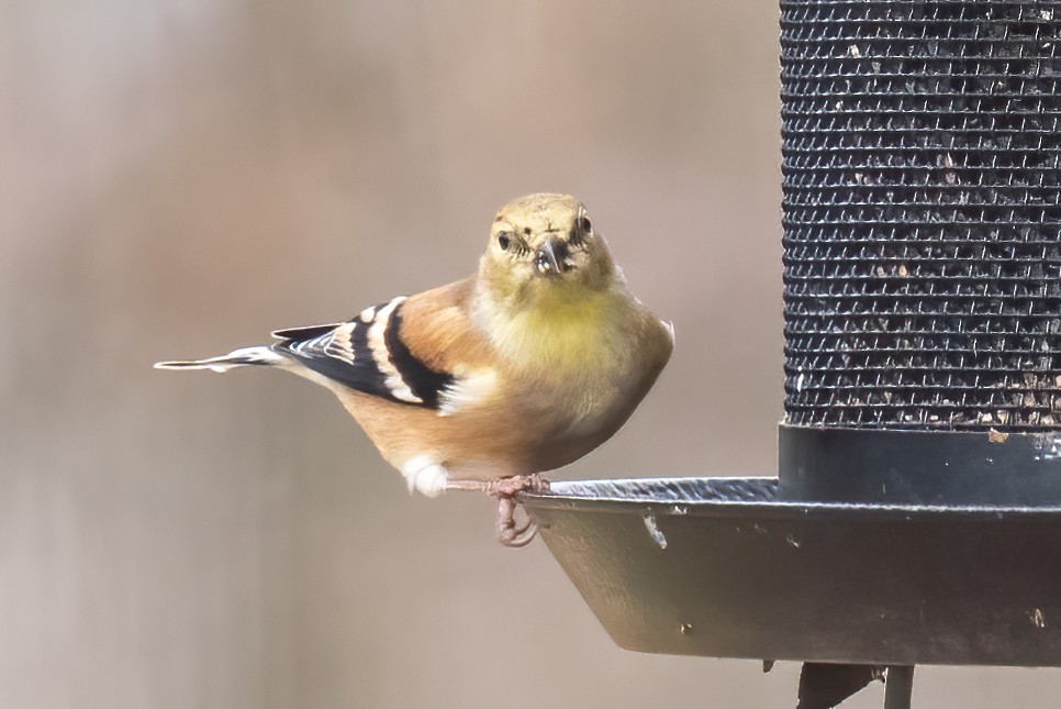 American Goldfinch - ML646841744