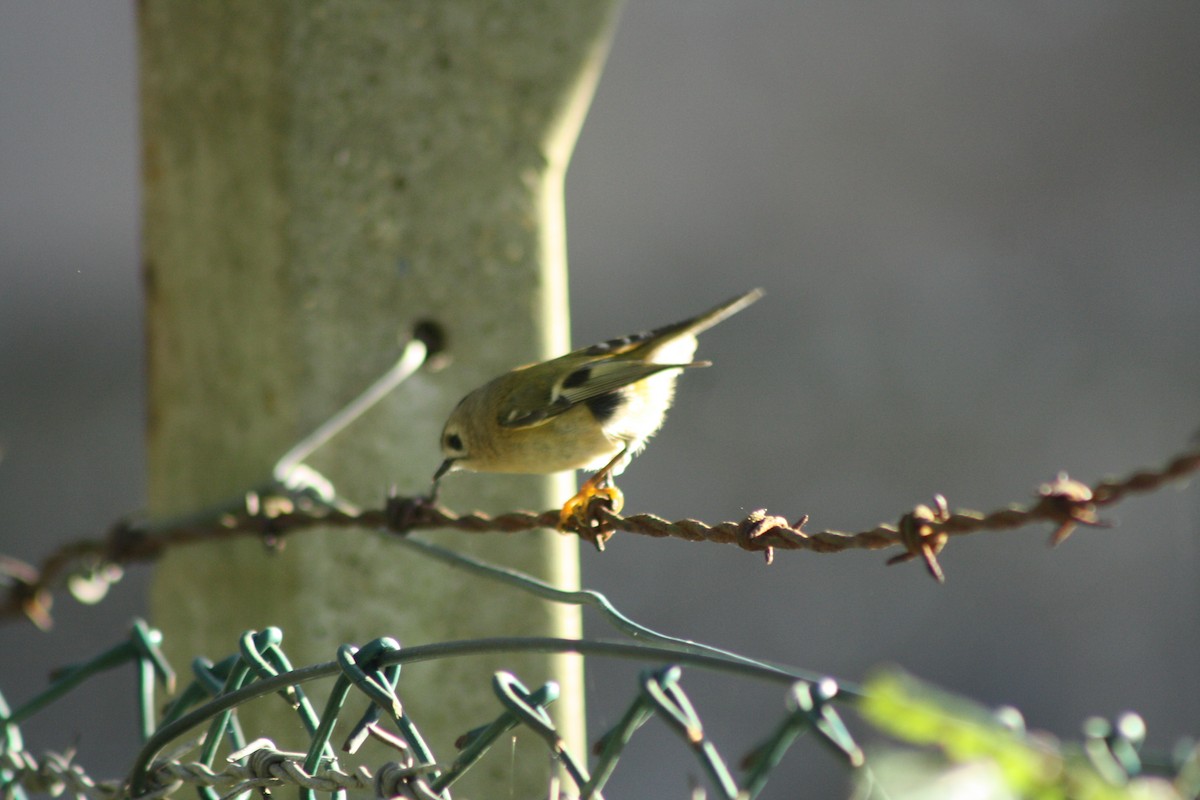 Золотомушка жовточуба - ML646841750