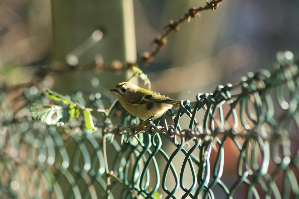 Золотомушка жовточуба - ML646841751