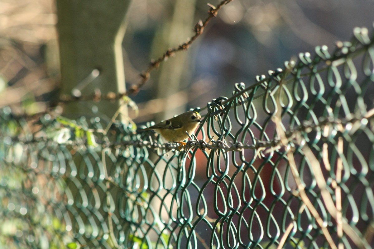 Золотомушка жовточуба - ML646841752