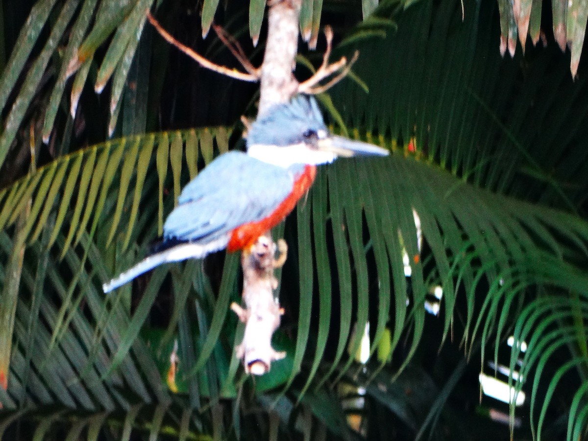 Martín Gigante Neotropical - ML646841753