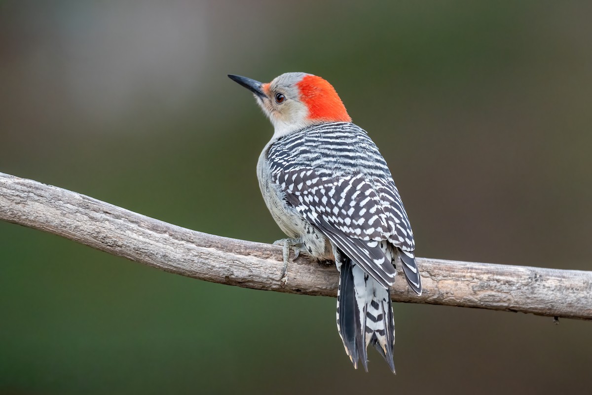 Red-bellied Woodpecker - ML646841754