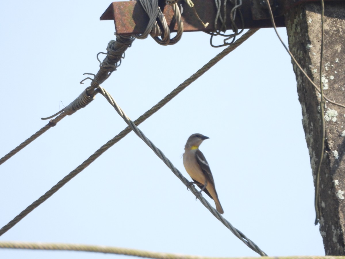 Yellow-throated Sparrow - ML646841755