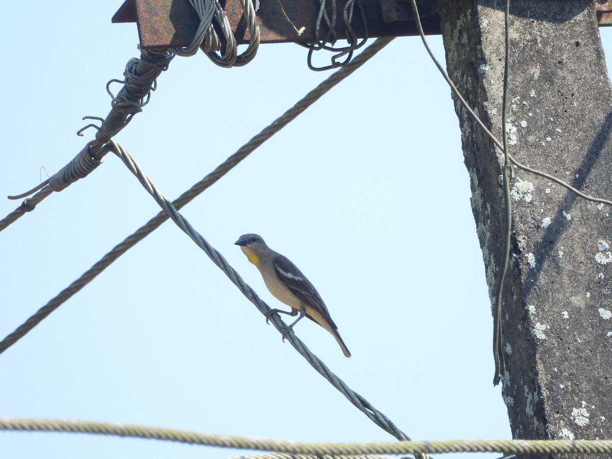 Yellow-throated Sparrow - ML646841756