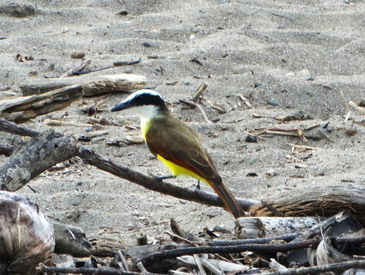 Martín Gigante Neotropical - ML646841757