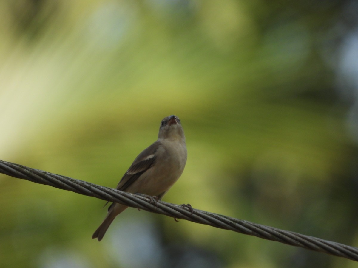 Yellow-throated Sparrow - ML646841758