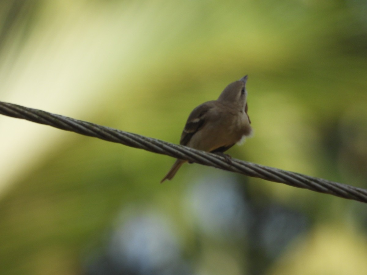 Yellow-throated Sparrow - ML646841759