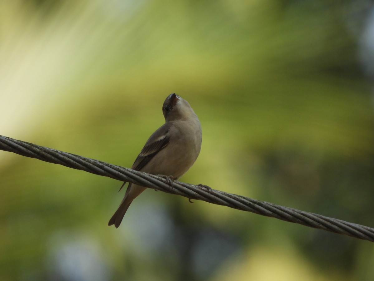 Yellow-throated Sparrow - ML646841760
