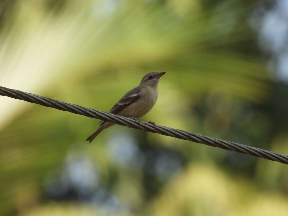 Yellow-throated Sparrow - ML646841761