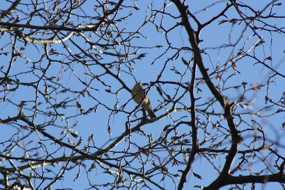 Вівчарик-ковалик - ML646841762