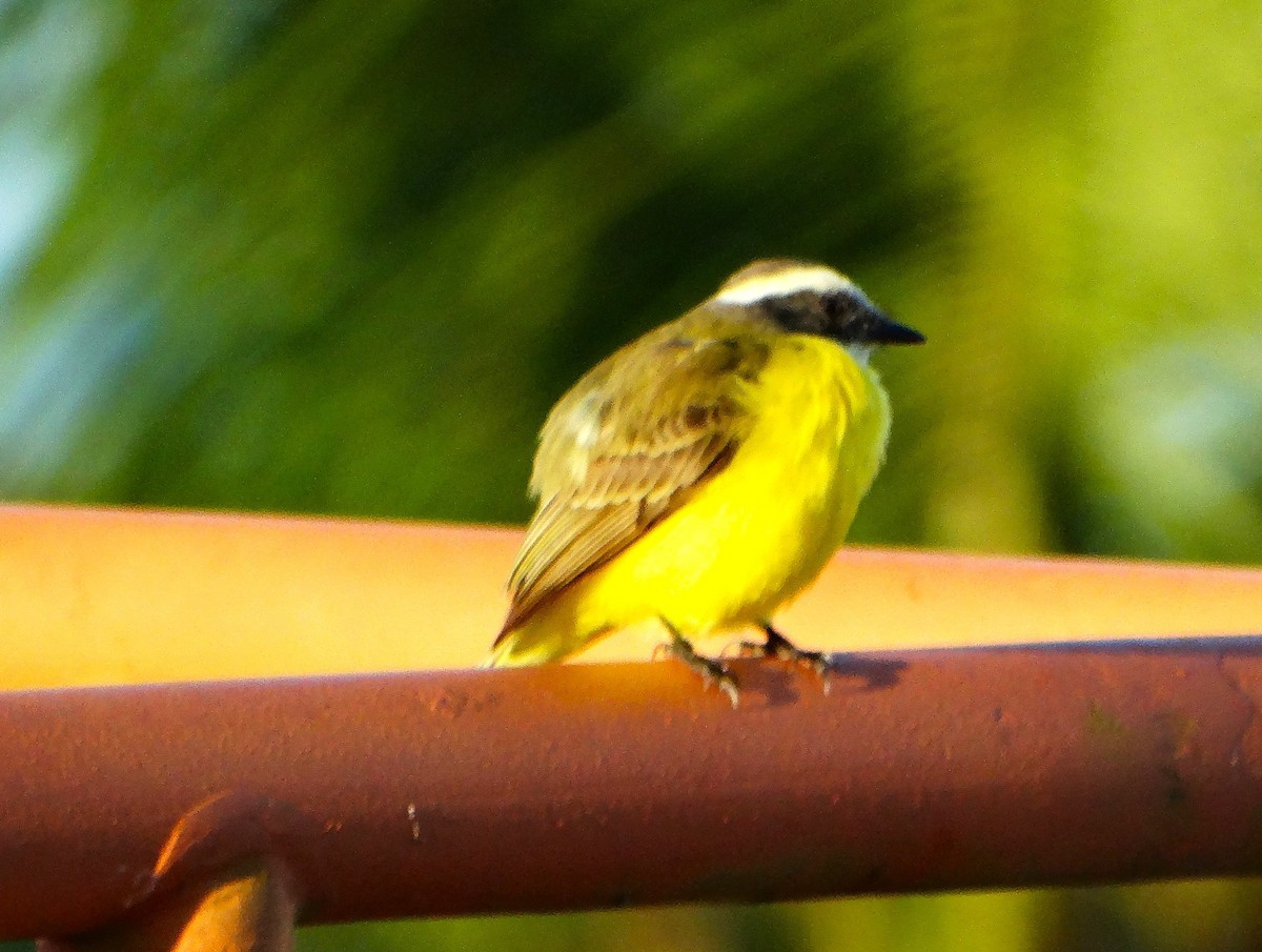 Bienteveo Sociable - ML646841768