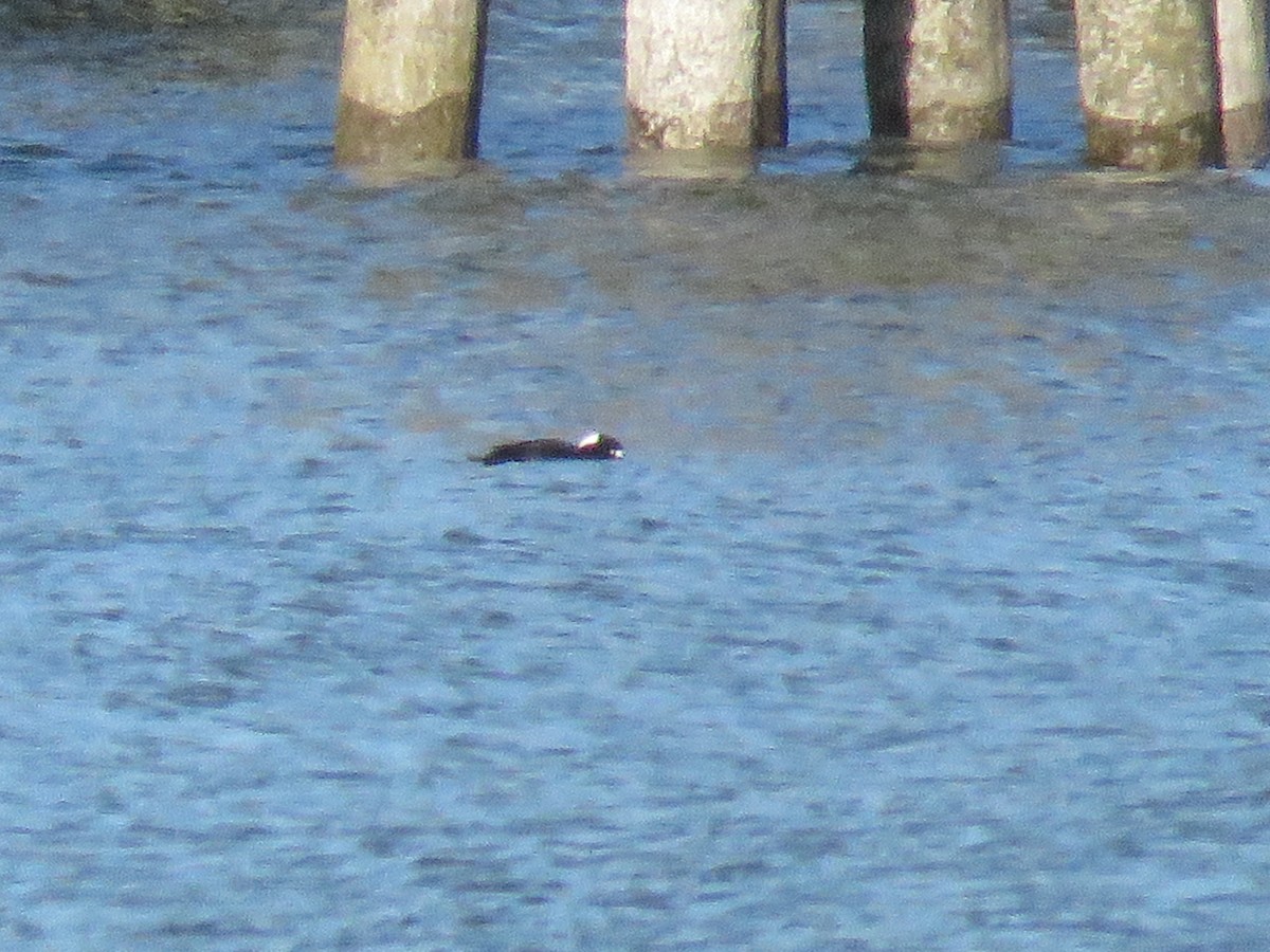 Yamalı Ördek - ML646841770