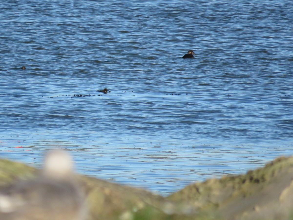 Yamalı Ördek - ML646841772